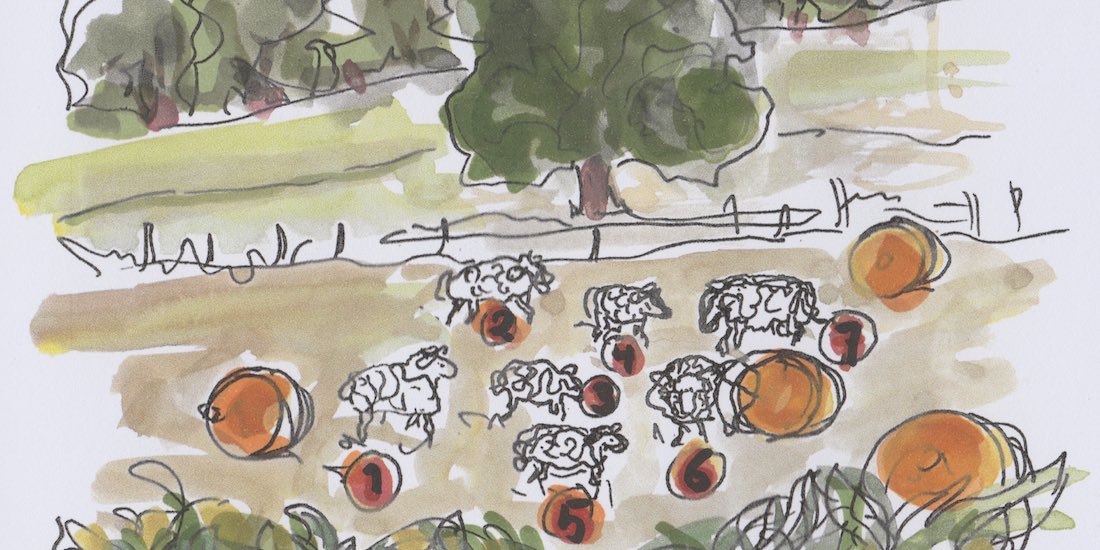 schapen in de wei