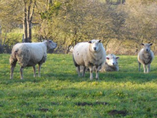 schapen in de weide
