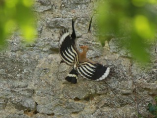hop bij nest