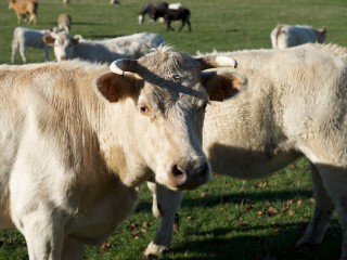 charolais koeien